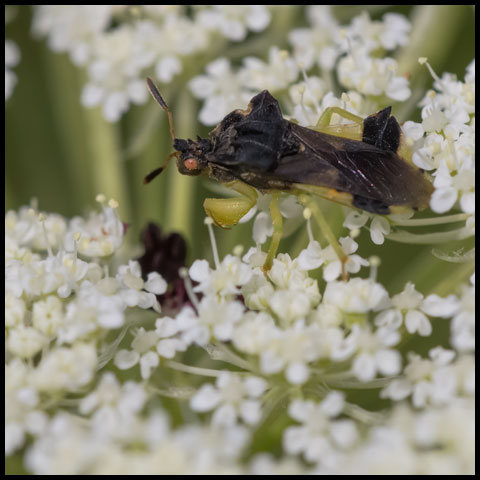 Pennsylvania Ambush Bug