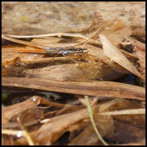 Water Strider