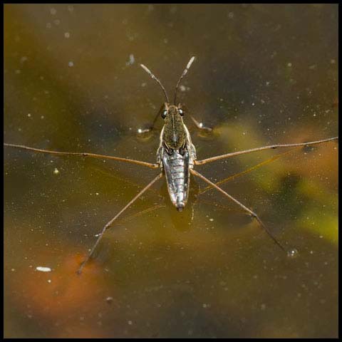 Water Strider