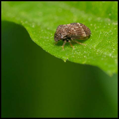 Aster Treehopper