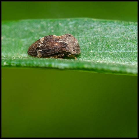 Aster Treehopper