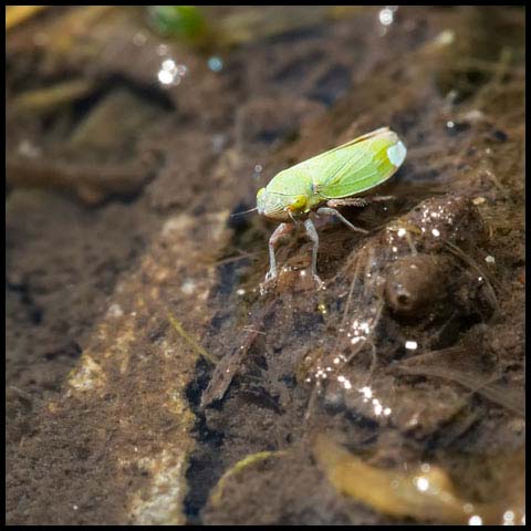 Bog Leafhopper 