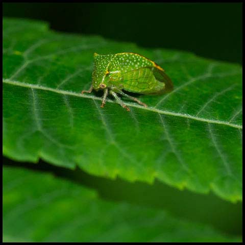 Buffalo Treehopper