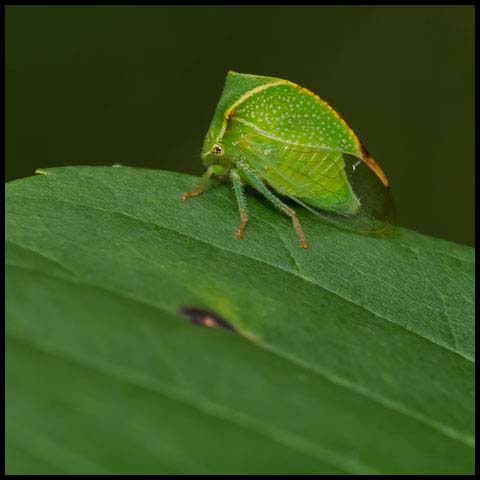 Buffalo Treehopper