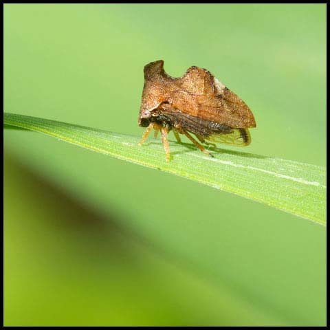 Keeled Treehopper