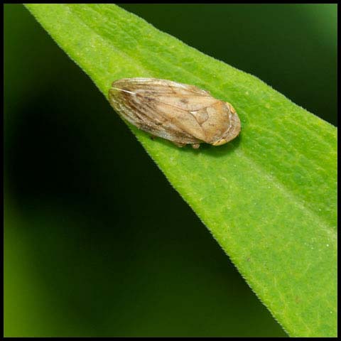 Meadow Spittlebug