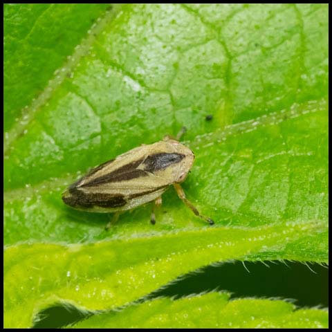 Meadow Spittlebug