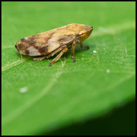 Meadow Spittlebug