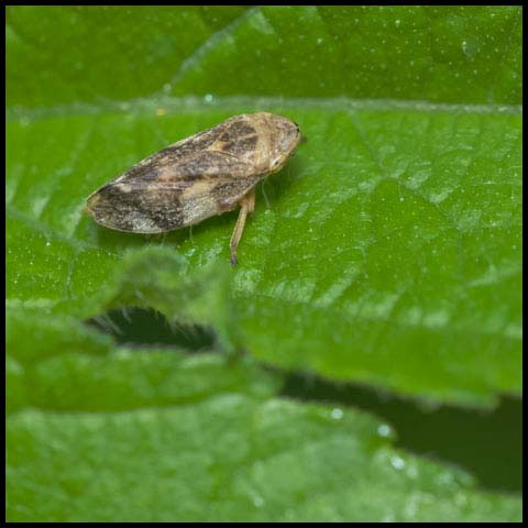 Meadow Spittlebug