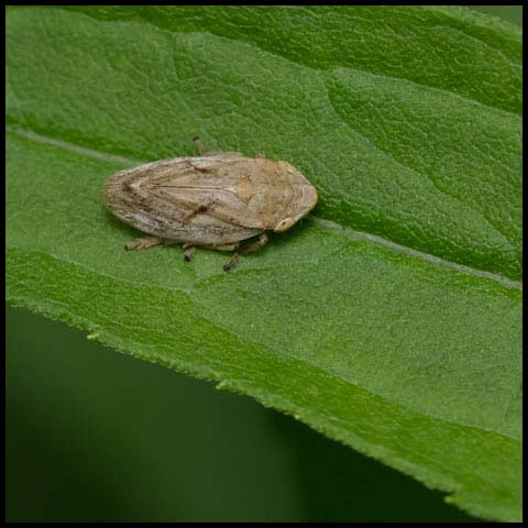 Meadow Spittlebug