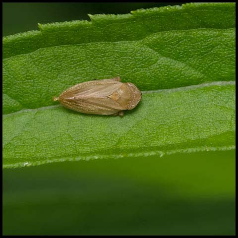 Meadow Spittlebug