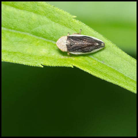 Meadow Spittlebug