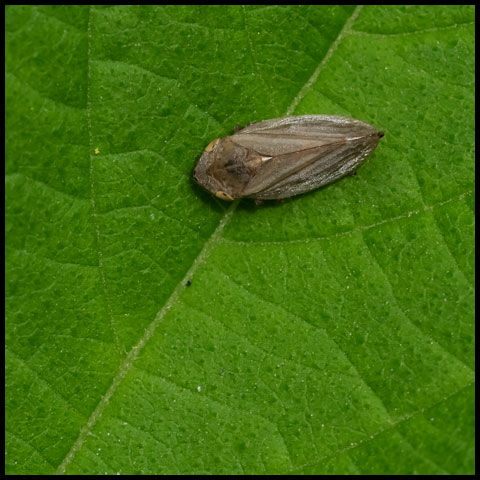 Meadow Spittlebug