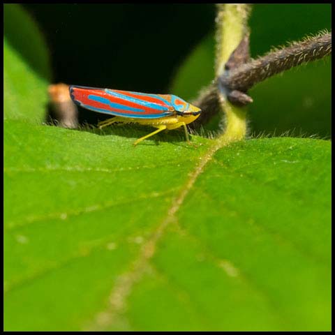 Red-banded Leafhopper