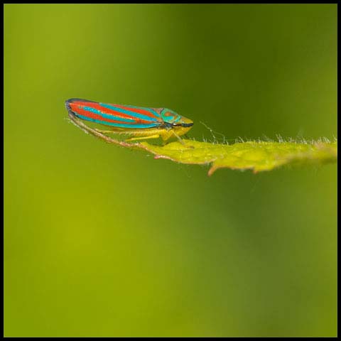 Red-banded Leafhopper