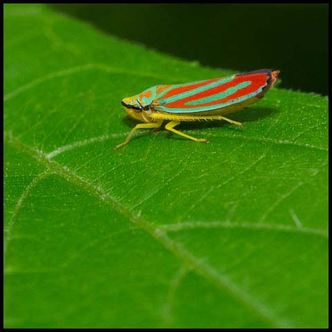 Red-banded Leafhopper