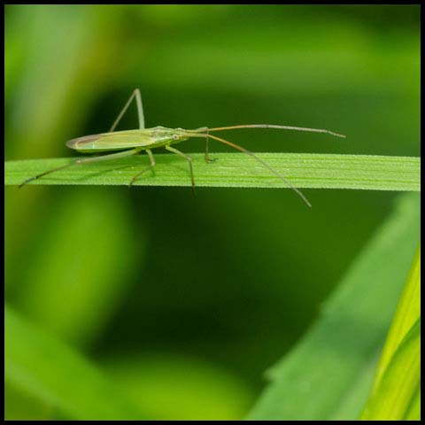 Long Thin Grass Bug