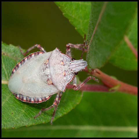 Four-humped Stink Bug
