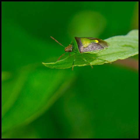 Green Burgundy Stink Bug