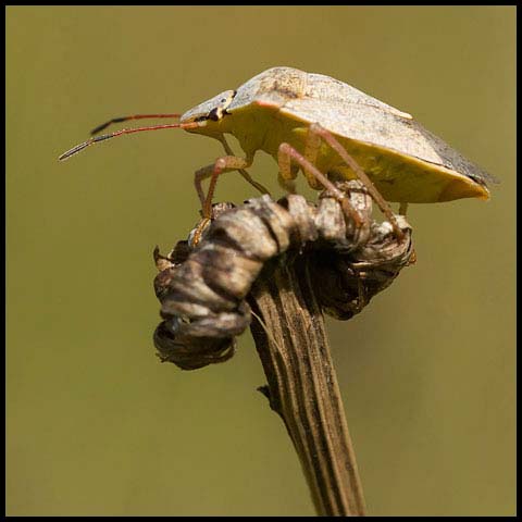 One-spotted Stink Bug