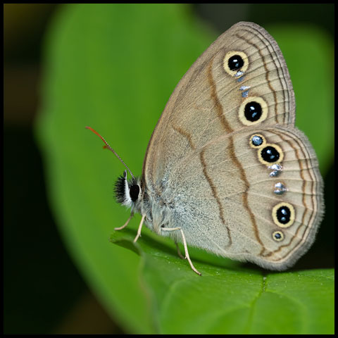 Brush-footed Butterflies