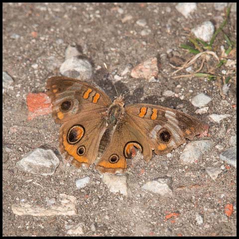 Common Buckeye