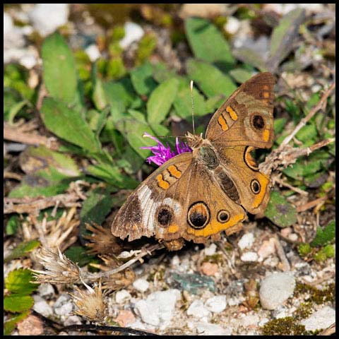 Common Buckeye