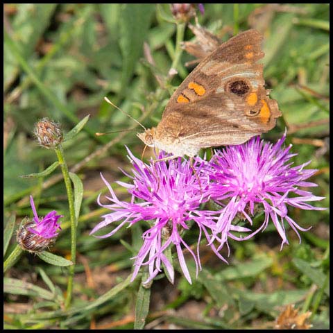 Common Buckeye