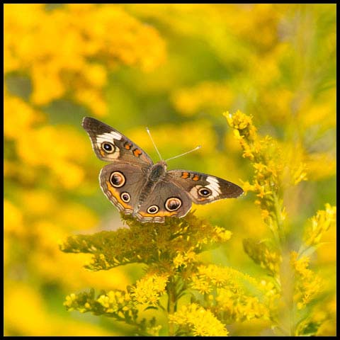 Common Buckeye