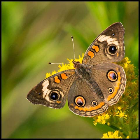 Common Buckeye