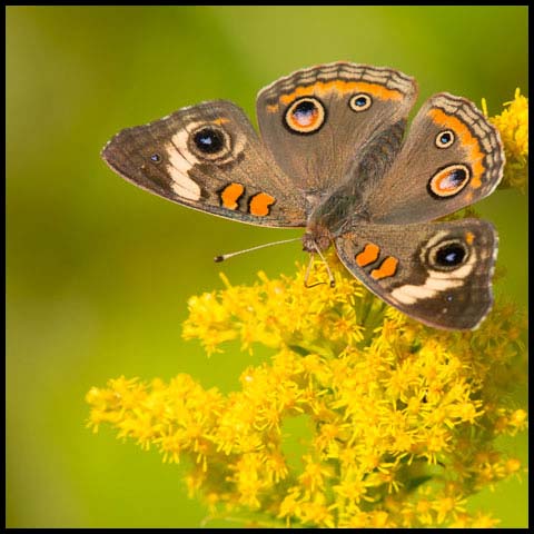 Common Buckeye