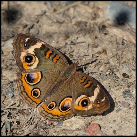 Common Buckeye