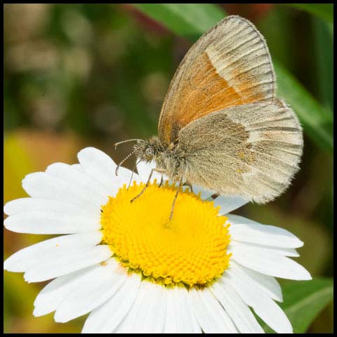 Common Ringlet