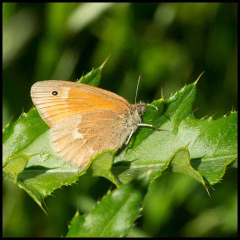 Common Ringlet