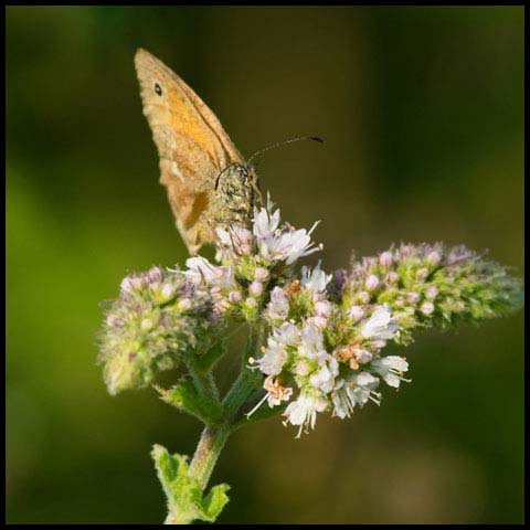 Common Ringlet