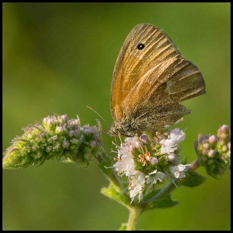 Common Ringlet