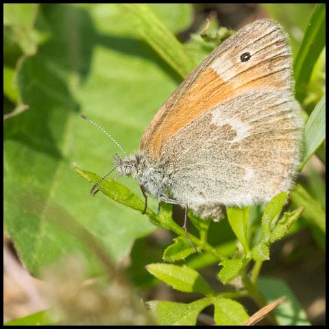 Common Ringlet