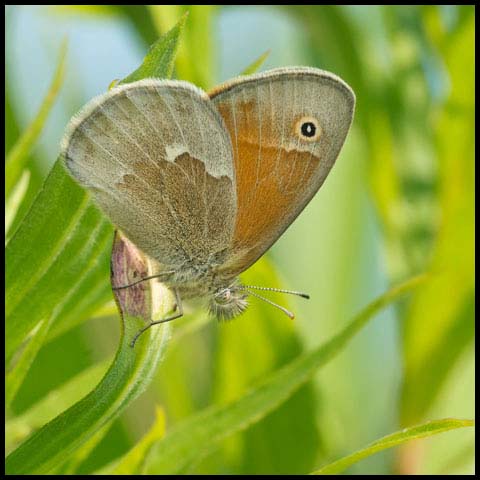 Common Ringlet