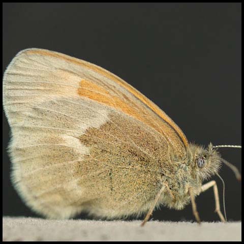 Common Ringlet