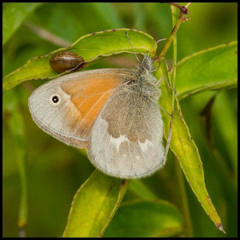 Common Ringlet