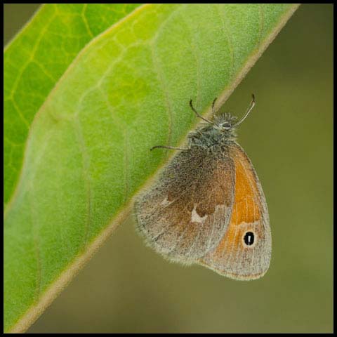 Common Ringlet