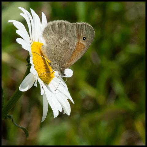 Common Ringlet