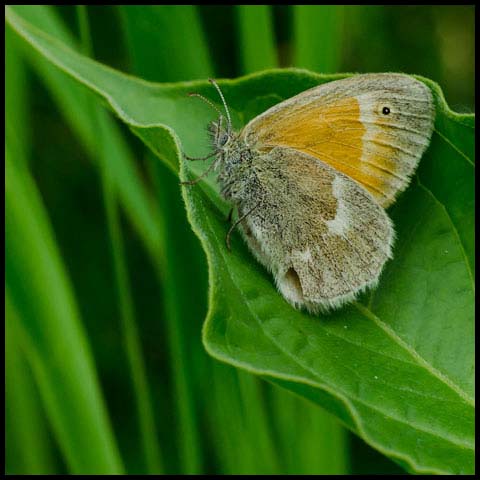 Common Ringlet