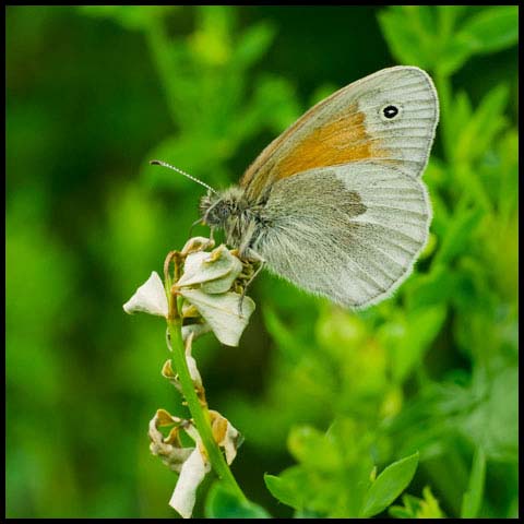 Common Ringlet