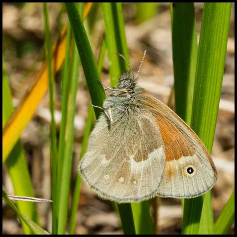 Common Ringlet