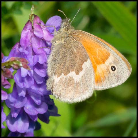 Common Ringlet