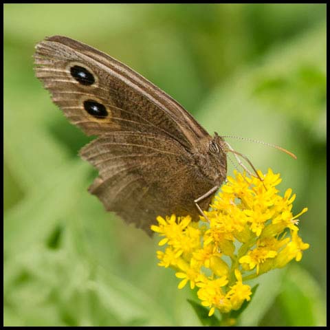 Common Wood-nymph