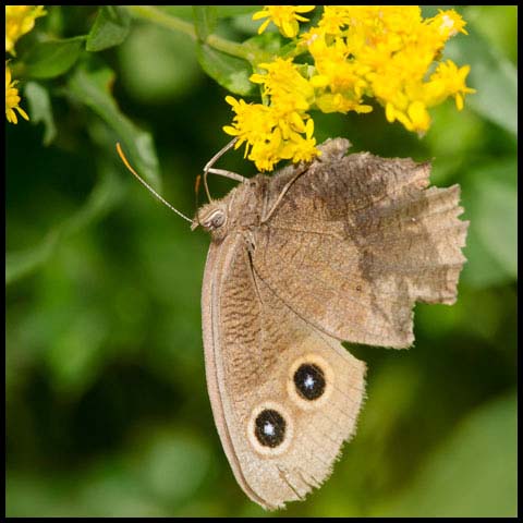 Common Wood-nymph