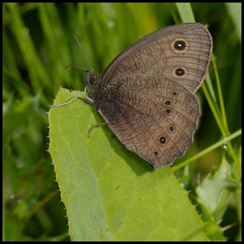 Common Wood-nymph