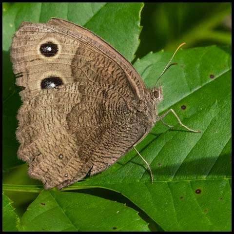 Common Wood-nymph